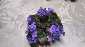 Сентполия Зимняя роза