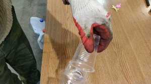 Орбиз в эпоксидную смолу, эксперимент. Epoxy orbiz