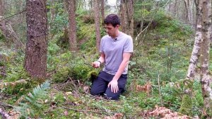 Chanterelle / Girolle - Foraging Mushrooms UK - (Cantharellus cibarius)