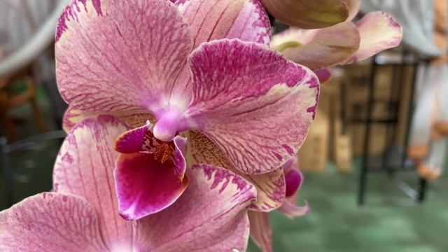 Оби радует свежим завозом орхидей 19 мая 2021 г. Пират Пикоти, Виолет Квин, Ола, Каменная Роза ... смотреть онлайн