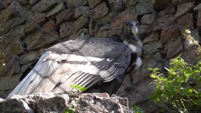Санкт-Петербург. Животные в зоопарке. Аквариумные рыбки. смотреть онлайн