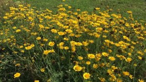 Rumian barwierski, Cota tinctoria / Anthemis tinctoria L.