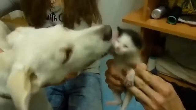 ТОП САМЫХ РЕДКИХ ПОРОД КОШЕК В МИРЕ смотреть онлайн