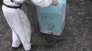 способ остановить напад пчёл на какую то семью