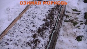 Озимая морковь. Сажаем морковь Лагуна F1 в конце ноября. Неорганическая мульча. #2 2020