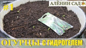 ОГУРЦЫ в бачках с гидрогелем / Как вырастить огурцы без обильного полива #1 / Огород в контейнерах
