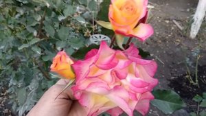 Лучшие розы для сада. Шрабы.