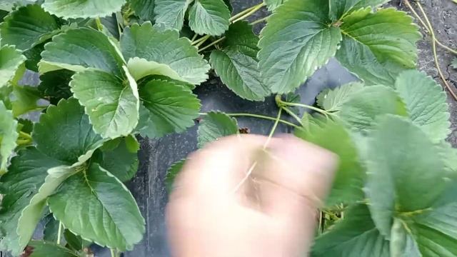 Как клубника растет в жару в июле смотреть онлайн