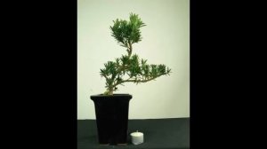 Podocarpus Are A Perfect Bonsai For Beginners