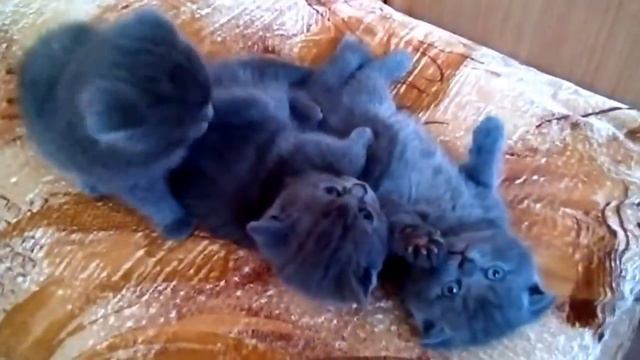 Котики и щенки. Просто Няшки смотреть онлайн