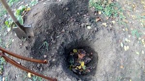 Осенняя высадка черенков винограда на постоянное место
