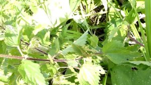 Таким образом певчий кузнечик издаёт звук.