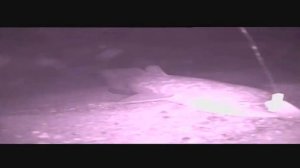 Поведение Налима в нерест на камеру. (Подводная съёмка).mp4