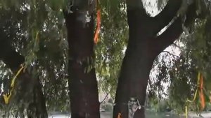 В.Цой - Я посадил дерево