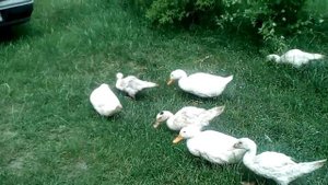 Утки мускусные  Утята Муларды. Породы уток.Самые неприхотливые утки!
