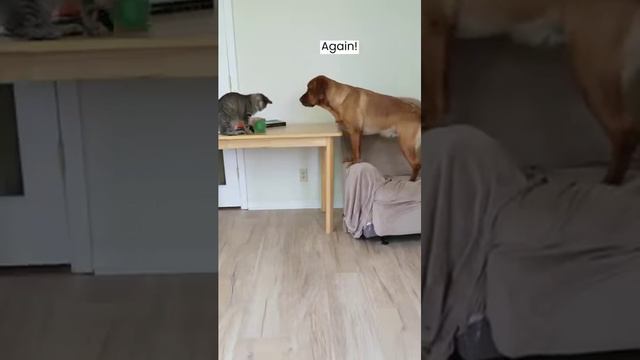 Кот с собакой играются