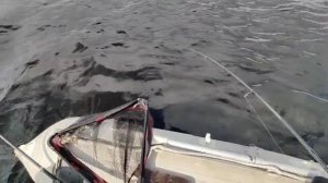 Щука 5,6 кг. Негито. Рыбалка Новый Уренгой.