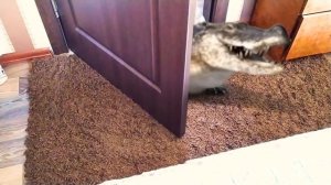 Руся и его ВОЛШЕБНЫЙ ЗООПАРК! №1