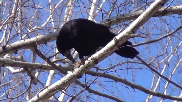 Zoom HDR-CX250E смотреть онлайн