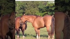 Must watch Animal mating video