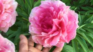Пион "Роуз Хат", peony "Rose Heart", г.Кировск, лениградской обл., июнь 2020 г.