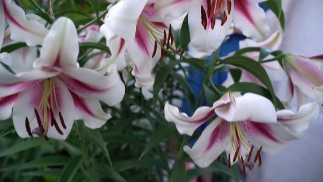 Самые красивые и огромные лилии смотреть онлайн