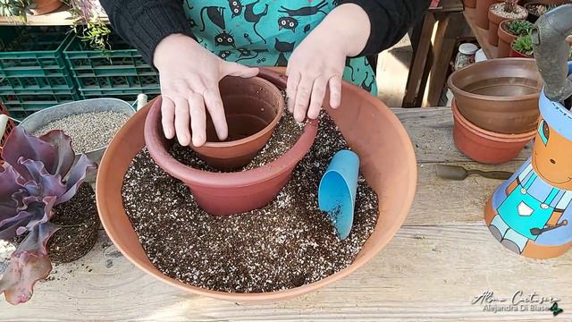 Trasplantando Echeverias carunculatas - Todo lo que debes saber sobre ellas смотреть онлайн