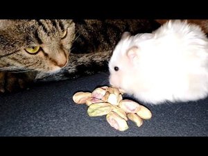 ХОМЯК НАБИВАЕТ ЩЕКИ ОРЕШКАМИ НЕ СМОТРЯ НА КОШКУ...........