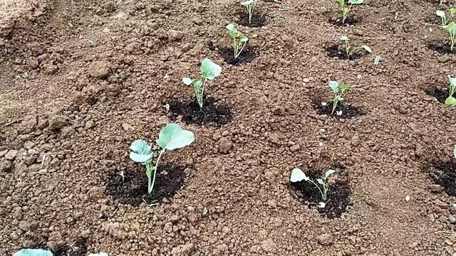 ПОСАДКА КАПУСТЫ || СЕКРЕТОВ ВЫРАЩИВАНИЯ КРЕПКОЙ РАССАДЫ КАПУСТЫ смотреть онлайн