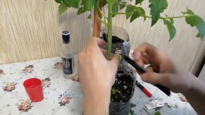 Прививка томатов.