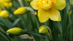 Нарцисс (лат. Narcissus)
