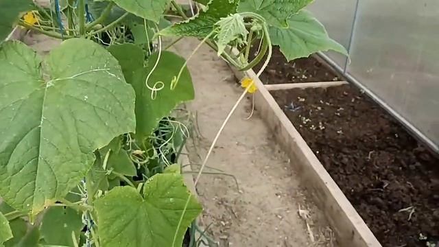 Сын живёт теперь далеко. Михалыч ворчит) Муся в охоте. Любимый Василёк. смотреть онлайн