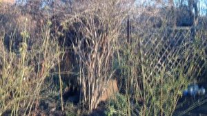 КОЛЬКВИЦИЯ - ЛУЧШИЙ кустарник в саду.