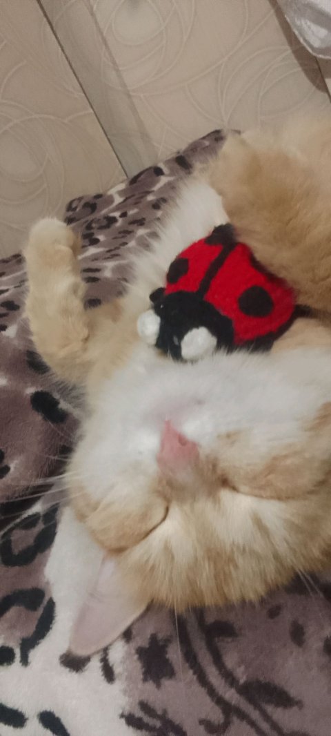 стримчик ☕❤💋