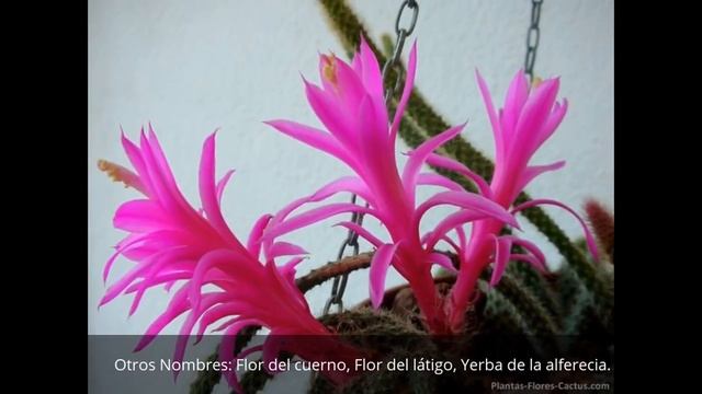 Cactus de cola de rata Cactus colgante Aporocactus