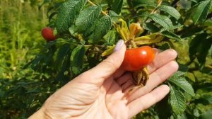 Невельск, Горнозаводск, Холмск.  Сахалин