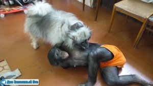 БУДЕТ ЕЩЁ ОДНА ШИМПАНЗЕ? Три ВАЖНЫХ условия для покупки ОБЕЗЬЯНЫ!