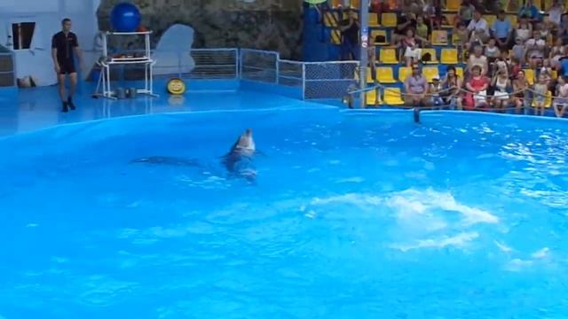 дельфинарий смотреть онлайн