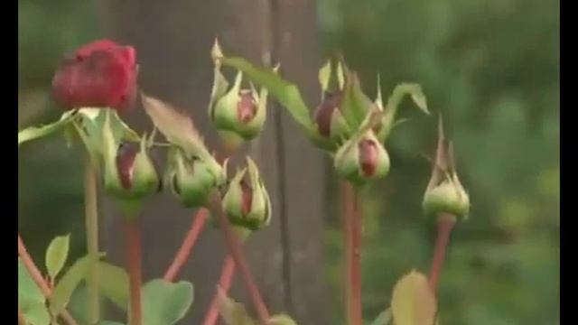 Все о шрабах Розы шрабы смотреть онлайн