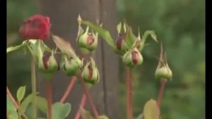 Все о шрабах  Розы шрабы