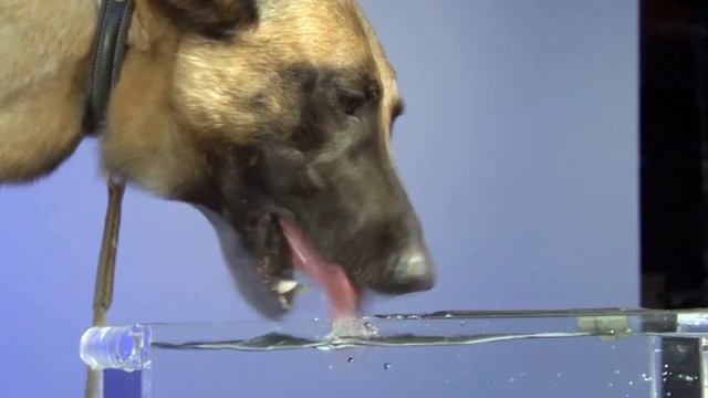 Нечистоты (наджаса) и ее виды смотреть онлайн