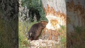 БОБР ГРЫЗЁТ ДЕРЕВО .