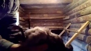 Определяем пол месячных цыплят по двум способам! Хороший результат!