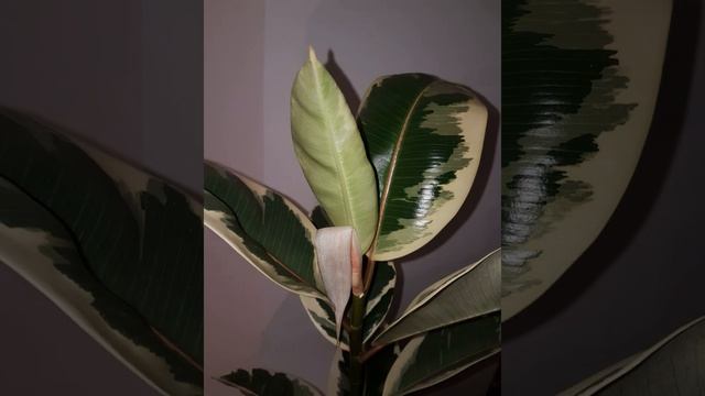 Variegated Ficus elastica (rubber plant) growth timelapse