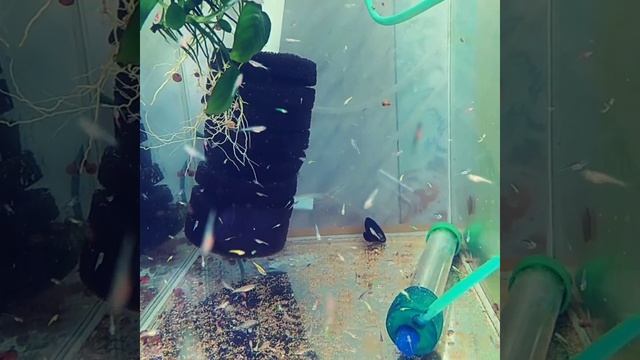 Интересный факт о зеленом Данио Глофиш. Что с ним не так? #Shorts смотреть онлайн