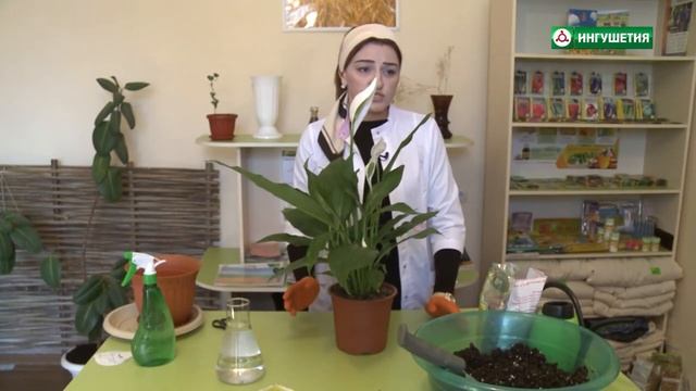 Как пересадить цветок - спатифиллум. смотреть онлайн