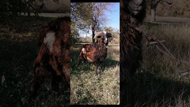 Бараны на племя или мясо / Курская область 🔥 смотреть онлайн