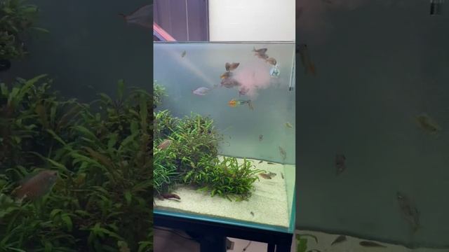 [из 2022] Радужница Неоновая и Радужница Боэсмана? #аквариум #aquarium #машаблюм #mashabloom #aqua