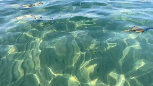 Египет. Последнее позитивное видео! Tropitel Naama Bay 5*. Ресторан Махони. Шарм эль Шейх
