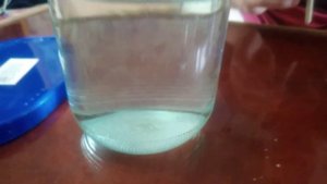 Кормление мальков нематодой